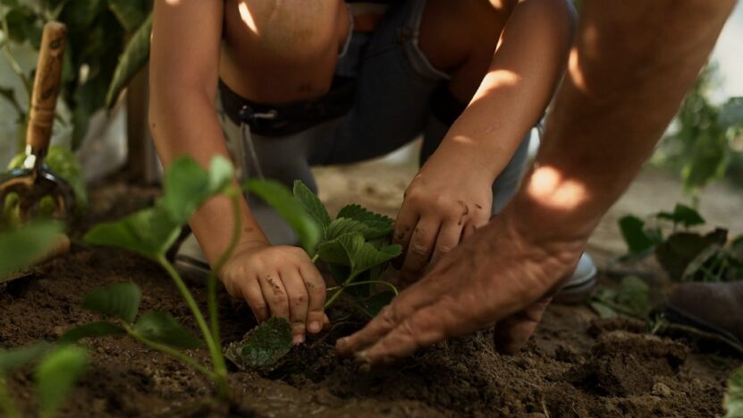 Child planting a young plant in soil with the guidance of an adult